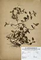 藏品(夏枯草)的圖片